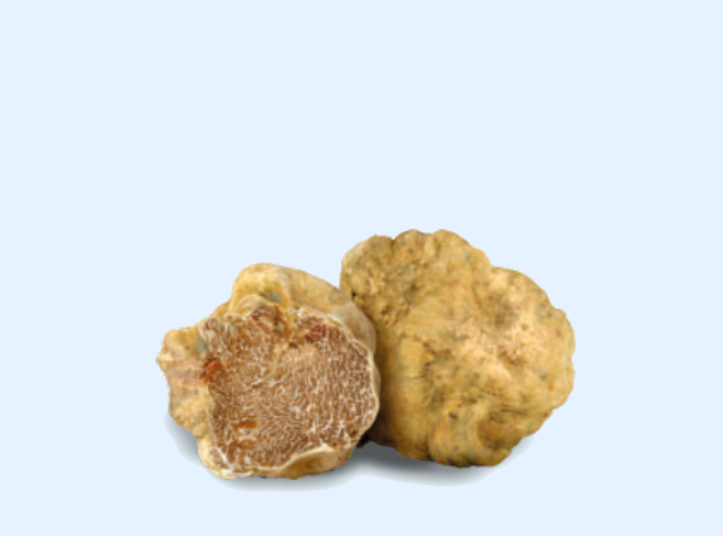 TARTUFO BIANCO (Tuber Magnatum Pico)